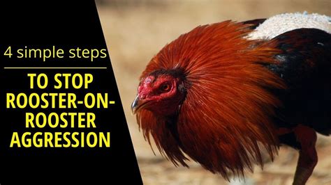 how to train a rooster to fight